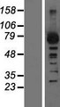 ADRBK1 / GRK2 Protein - Western validation with an anti-DDK antibody * L: Control HEK293 lysate R: Over-expression lysate