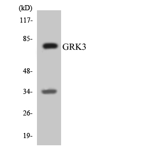 ADRBK2 / GRK3 Antibody - Western blot analysis of the lysates from K562 cells using GRK3 antibody.