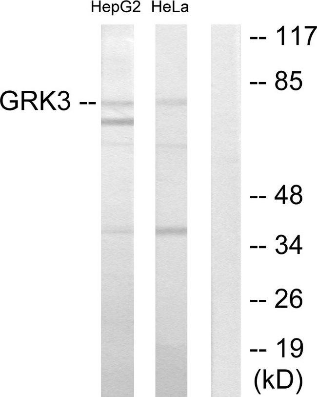 ADRBK2 / GRK3 Antibody - Western blot analysis of extracts from HepG2 cells and HeLa cells, using GRK3 antibody.