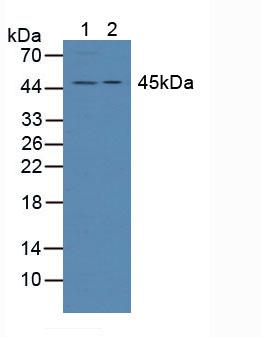 ADRM1 Antibody - Western Blot; Lane1: Human Hela Cells; Lane2: Human 293T Cells.