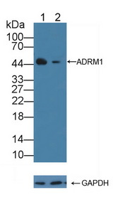 ADRM1 Antibody - Knockout Varification: Lane 1: Wild-type 293T cell lysate; Lane 2: ADRM1 knockout 293T cell lysate; Predicted MW: 42kd Observed MW: 45kd Primary Ab: 2µg/ml Rabbit Anti-Human ADRM1 Antibody Second Ab: 0.2µg/mL HRP-Linked Caprine Anti-Rabbit IgG Polyclonal Antibody