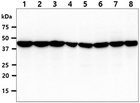 ADRM1 Antibody - The cell lysates (40ug) were resolved by SDS-PAGE, transferred to PVDF membrane and probed with anti-human ADRM1 antibody (1:1000). Proteins were visualized using a goat anti-mouse secondary antibody conjugated to HRP and an ECL detection system. Lane 1 : MCF7 cell lysate Lane 2 : HeLa cell lysate Lane 3 : K562 cell lysate Lane 4 : PC3 cell lysate Lane 5 : 293T cell lysate Lane 6 : HepG2 cell lysate Lane 7 : Jurkat cell lysate Lane 8 : U87MG cell lysate