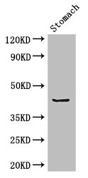 ADRM1 Antibody - Positive WB detected in:Mouse stomach tissue;All lanes: ADRM1 antibody at 2.7ug/ml;Secondary;Goat polyclonal to rabbit IgG at 1/50000 dilution;Predicted band size: 43 kDa;Observed band size: 43 kDa;