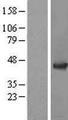 ADRM1 Protein - Western validation with an anti-DDK antibody * L: Control HEK293 lysate R: Over-expression lysate