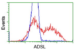ADSL / Adenylosuccinate Lyase Antibody - HEK293T cells transfected with either overexpress plasmid (Red) or empty vector control plasmid (Blue) were immunostained by anti-ADSL antibody, and then analyzed by flow cytometry.