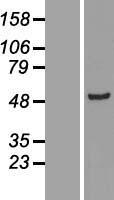 ADSSL1 Protein - Western validation with an anti-DDK antibody * L: Control HEK293 lysate R: Over-expression lysate