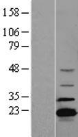 ADTRP / C6orf105 Protein - Western validation with an anti-DDK antibody * L: Control HEK293 lysate R: Over-expression lysate
