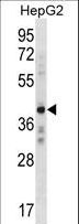 AEBP2 Antibody - AEBP2 Antibody western blot of HepG2 cell line lysates (35 ug/lane). The AEBP2 antibody detected the AEBP2 protein (arrow).