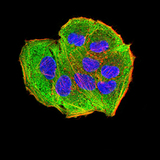 AEBP2 Antibody - Immunofluorescence analysis of Hela cells using AEBP2 mouse mAb (green). Blue: DRAQ5 fluorescent DNA dye. Red: Actin filaments have been labeled with Alexa Fluor- 555 phalloidin. Secondary antibody from Fisher
