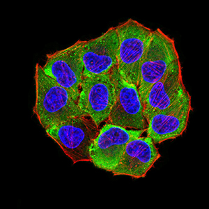AEBP2 Antibody - Immunofluorescence analysis of Hela cells using AEBP2 mouse mAb (green). Blue: DRAQ5 fluorescent DNA dye. Red: Actin filaments have been labeled with Alexa Fluor- 555 phalloidin. Secondary antibody from Fisher