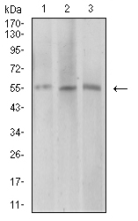 AEBP2 Antibody - Western blot analysis using AEBP2 mouse mAb against COS7 (1), HepG2 (2), and SK-MES-1 (3) cell lysate.