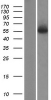 AEBP2 Protein - Western validation with an anti-DDK antibody * L: Control HEK293 lysate R: Over-expression lysate