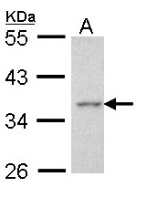 AEN Antibody - Sample (30 ug of whole cell lysate). A: Hela. 10% SDS PAGE. ISG20L1 antibody diluted at 1:1000.