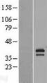 AEN Protein - Western validation with an anti-DDK antibody * L: Control HEK293 lysate R: Over-expression lysate