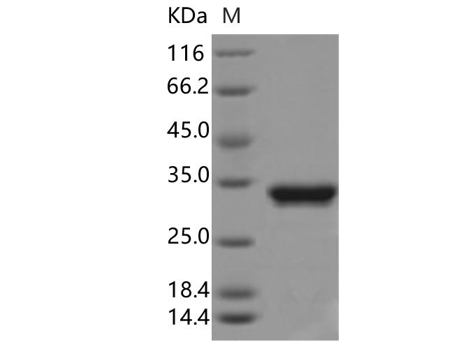 GFP Protein - Recombinant Aequorea victoria GFP Protein (His Tag)-Elabscience