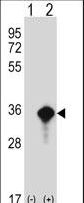 AES / Groucho Antibody - Western blot of AES (arrow) using rabbit polyclonal AES Antibody. 293 cell lysates (2 ug/lane) either nontransfected (Lane 1) or transiently transfected (Lane 2) with the AES gene.