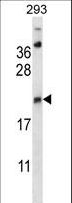 AES / Groucho Antibody - AES Antibody western blot of 293 cell line lysates (35 ug/lane). The AES antibody detected the AES protein (arrow).