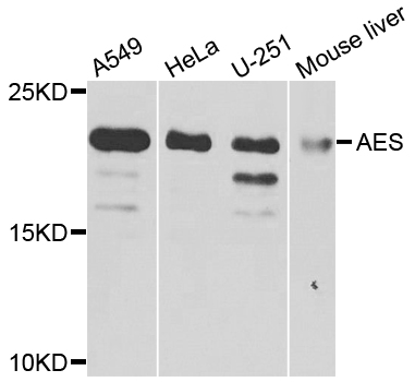 AES / Groucho Antibody - Western blot analysis of extracts of various cells.