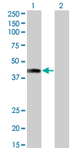 AF5Q31 / AFF4 Antibody - Western blot of AFF4 expression in transfected 293T cell line by AFF4 monoclonal antibody (M01), clone 2E12.