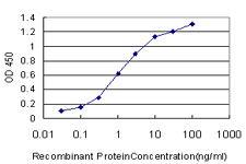 AF5Q31 / AFF4 Antibody - Detection limit for recombinant GST tagged AFF4 is approximately 0.03 ng/ml as a capture antibody.