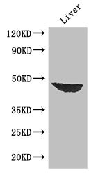 AF5Q31 / AFF4 Antibody - Western Blot Positive WB detected in:Mouse liver tissue All Lanes: AFF4 antibody at 2.7µg/ml Secondary Goat polyclonal to rabbit IgG at 1/50000 dilution Predicted band size: 127,98,39 kDa Observed band size: 39 kDa