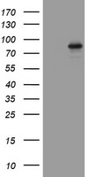AFAP1 / AFAP Antibody - HEK293T cells were transfected with the pCMV6-ENTRY control (Left lane) or pCMV6-ENTRY AFAP1 (Right lane) cDNA for 48 hrs and lysed. Equivalent amounts of cell lysates (5 ug per lane) were separated by SDS-PAGE and immunoblotted with anti-AFAP1.