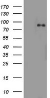 AFAP1 / AFAP Antibody - HEK293T cells were transfected with the pCMV6-ENTRY control (Left lane) or pCMV6-ENTRY AFAP1 (Right lane) cDNA for 48 hrs and lysed. Equivalent amounts of cell lysates (5 ug per lane) were separated by SDS-PAGE and immunoblotted with anti-AFAP1.
