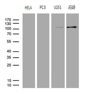AFAP1 / AFAP Antibody - Western blot analysis of extracts. (35ug) from 4 different cell lines by using anti-AFAP1 monoclonal antibody. (1:500)