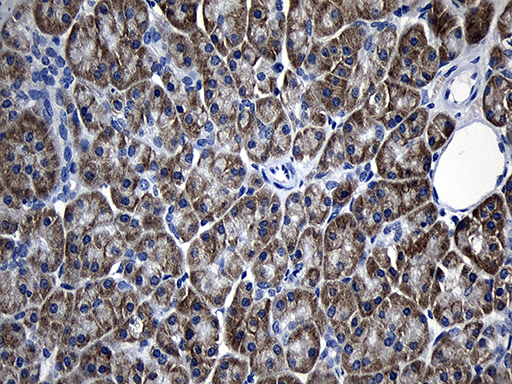 AFAP1 / AFAP Antibody - Immunohistochemical staining of paraffin-embedded Human pancreas tissue within the normal limits using anti-AFAP1 mouse monoclonal antibody. (Heat-induced epitope retrieval by 1mM EDTA in 10mM Tris buffer. (pH8.5) at 120°C for 3 min. (1:500)