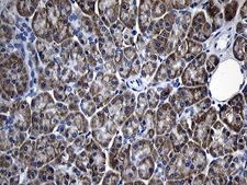 AFAP1 / AFAP Antibody - Immunohistochemical staining of paraffin-embedded Human pancreas tissue within the normal limits using anti-AFAP1 mouse monoclonal antibody. (Heat-induced epitope retrieval by 1mM EDTA in 10mM Tris buffer. (pH8.5) at 120°C for 3 min. (1:500)