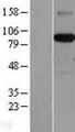 AFAP1 / AFAP Protein - Western validation with an anti-DDK antibody * L: Control HEK293 lysate R: Over-expression lysate