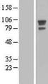 AFAP1 / AFAP Protein - Western validation with an anti-DDK antibody * L: Control HEK293 lysate R: Over-expression lysate
