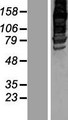 AFAP1L2 / XB130 Protein - Western validation with an anti-DDK antibody * L: Control HEK293 lysate R: Over-expression lysate