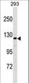 AFF2 / OX19 Antibody - AFF2 Antibody western blot of 293 cell line lysates (35 ug/lane). The AFF2 antibody detected the AFF2 protein (arrow).