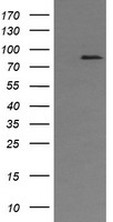 AFG3L2 Antibody - HEK293T cells were transfected with the pCMV6-ENTRY control (Left lane) or pCMV6-ENTRY AFG3L2 (Right lane) cDNA for 48 hrs and lysed. Equivalent amounts of cell lysates (5 ug per lane) were separated by SDS-PAGE and immunoblotted with anti-AFG3L2.
