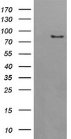 AFG3L2 Antibody - HEK293T cells were transfected with the pCMV6-ENTRY control (Left lane) or pCMV6-ENTRY AFG3L2 (Right lane) cDNA for 48 hrs and lysed. Equivalent amounts of cell lysates (5 ug per lane) were separated by SDS-PAGE and immunoblotted with anti-AFG3L2.