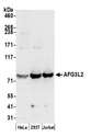 AFG3L2 Antibody - Detection of human AFG3L2 by western blot. Samples: Whole cell lysate (50 µg) from HeLa, HEK293T, and Jurkat cells prepared using NETN lysis buffer. Antibody: Affinity purified rabbit anti-AFG3L2 antibody used for WB at 0.1 µg/ml. Detection: Chemiluminescence with an exposure time of 30 seconds.