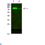 AFG3L2 Antibody - Western Blot analysis of 1, mouse-heart, 2, 293T cells using primary antibody diluted at 1:500 (4°C overnight). Secondary antibody:Goat Anti-rabbit IgG IRDye 800 (diluted at 1:5000, 25°C, 1 hour).