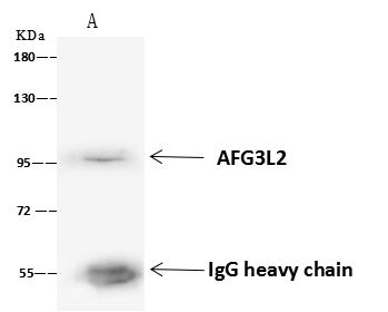 AFG3L2 Antibody - AFG3L2 was immunoprecipitated using: Lane A: 0.5 mg HeLa Whole Cell Lysate. 4 uL anti-AFG3L2 rabbit polyclonal antibody and 60 ug of Immunomagnetic beads Protein A/G. Primary antibody: Anti-AFG3L2 rabbit polyclonal antibody, at 1:100 dilution. Secondary antibody: Goat Anti-Rabbit IgG (H+L)/HRP at 1/10000 dilution. Developed using the ECL technique. Performed under reducing conditions. Predicted band size: 89 kDa. Observed band size: 95 kDa.