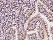 AFG3L2 Antibody - Immunochemical staining of human AFG3L2 in human duodenum with rabbit polyclonal antibody at 1:1000 dilution, formalin-fixed paraffin embedded sections.