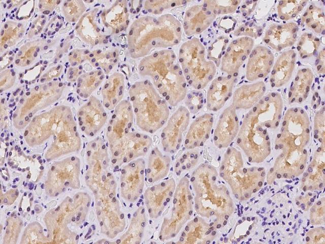 AFG3L2 Antibody - Immunochemical staining of human AFG3L2 in human kidney with rabbit polyclonal antibody at 1:1000 dilution, formalin-fixed paraffin embedded sections.