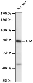 AFM / Afamin Antibody - Western blot analysis of extracts of Rat heart, using AFM antibody at 1:1000 dilution. The secondary antibody used was an HRP Goat Anti-Rabbit IgG (H+L) at 1:10000 dilution. Lysates were loaded 25ug per lane and 3% nonfat dry milk in TBST was used for blocking. An ECL Kit was used for detection and the exposure time was 1S.