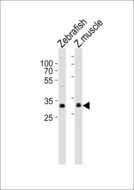AFMID Antibody - Western blot of lysates from Zebrafish, zebra fish muscle tissue lysate (from left to right) with (DANRE) afmid Antibody. Antibody was diluted at 1:1000 at each lane. A goat anti-rabbit IgG H&L (HRP) at 1:5000 dilution was used as the secondary antibody. Lysates at 35 ug per lane.