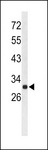 AFMID Antibody - Western blot of AFMID Antibody in mouse liver tissue lysates (35 ug/lane). AFMID (arrow) was detected using the purified antibody.