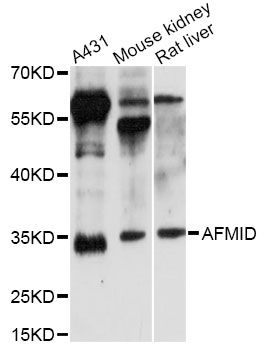AFMID Antibody - Western blot analysis of extracts of various cell lines, using AFMID antibody at 1:3000 dilution. The secondary antibody used was an HRP Goat Anti-Rabbit IgG (H+L) at 1:10000 dilution. Lysates were loaded 25ug per lane and 3% nonfat dry milk in TBST was used for blocking. An ECL Kit was used for detection and the exposure time was 15s.