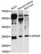 AFMID Antibody - Western blot analysis of extracts of various cell lines, using AFMID antibody at 1:3000 dilution. The secondary antibody used was an HRP Goat Anti-Rabbit IgG (H+L) at 1:10000 dilution. Lysates were loaded 25ug per lane and 3% nonfat dry milk in TBST was used for blocking. An ECL Kit was used for detection and the exposure time was 15s.