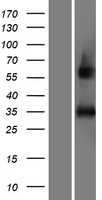 AFMID Protein - Western validation with an anti-DDK antibody * L: Control HEK293 lysate R: Over-expression lysate