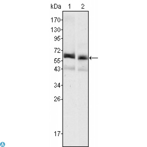 AFP Antibody - Western Blot (WB) analysis using AFP Monoclonal Antibody against HepG2 (1) and SMMC-7721 (2) cell lysate.