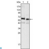 AFP Antibody - Western Blot (WB) analysis using AFP Monoclonal Antibody against HepG2 (1) and SMMC-7721 (2) cell lysate.