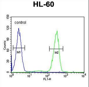 AFTPH Antibody - AFTPH Antibody flow cytometry of HL-60 cells (right histogram) compared to a negative control cell (left histogram). FITC-conjugated goat-anti-rabbit secondary antibodies were used for the analysis.